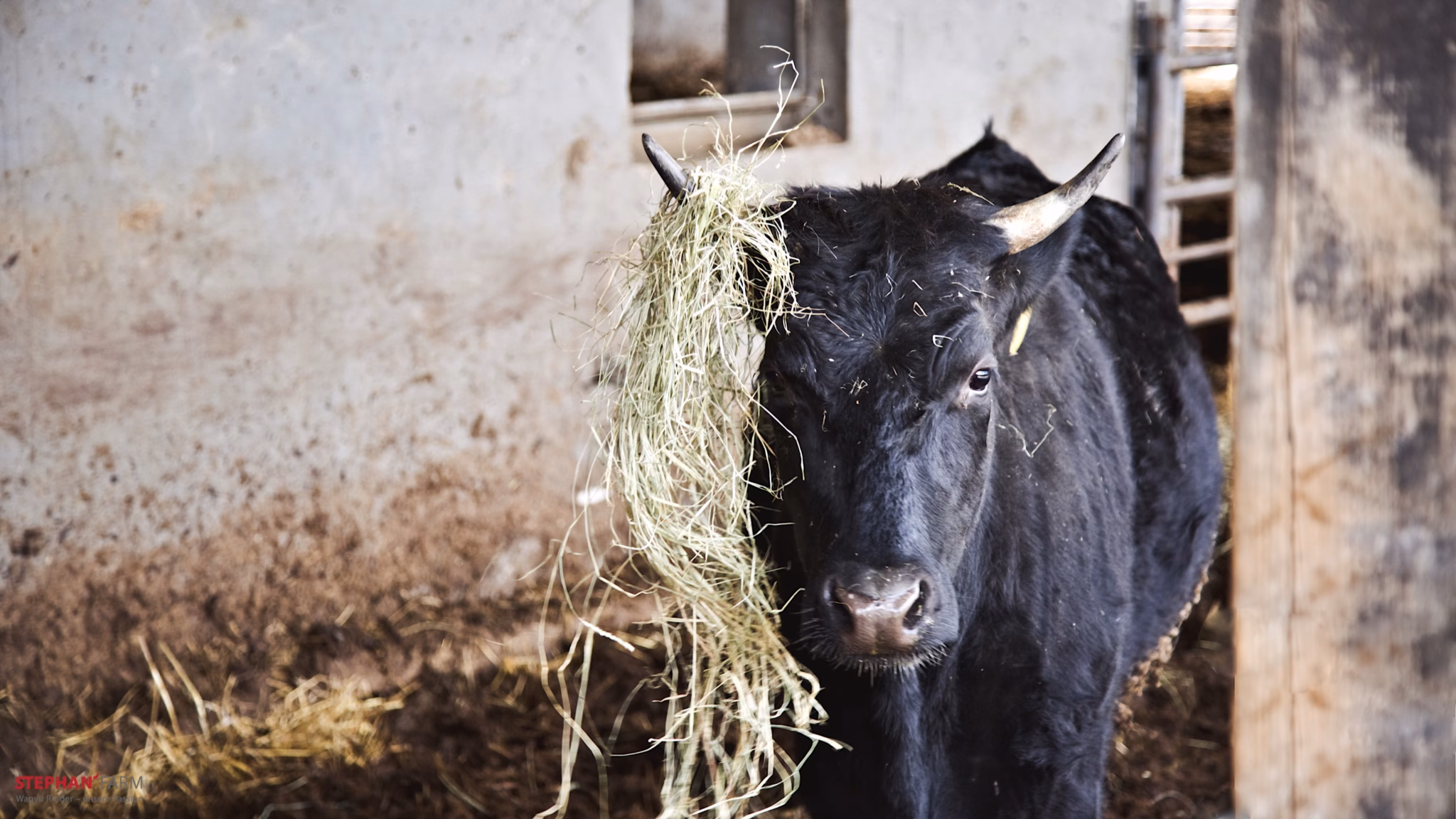 Schwarzes Rind mit Heu auf Kopf