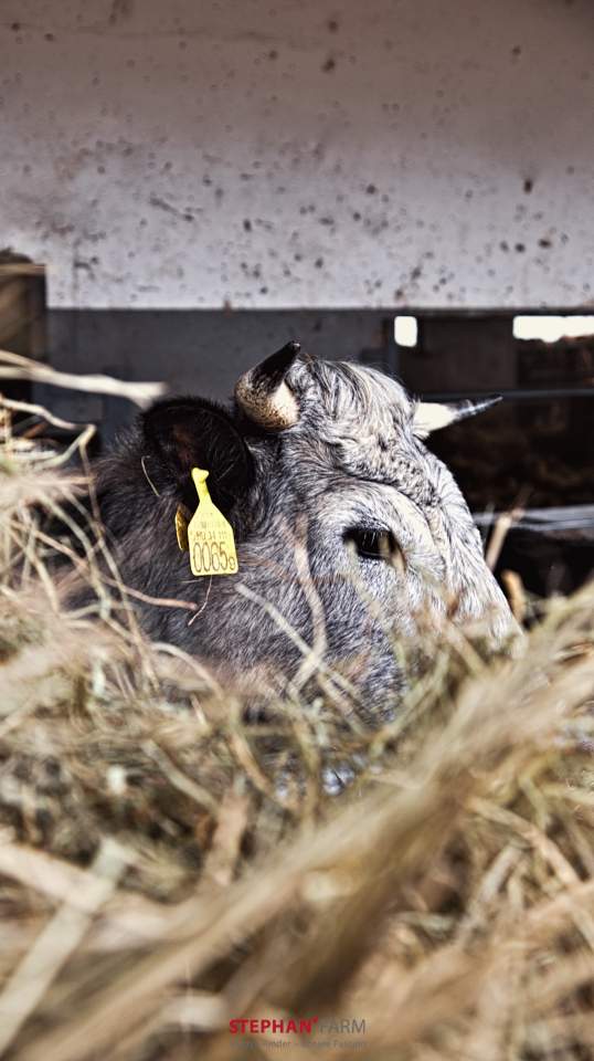 Kuh versteckt im Heu