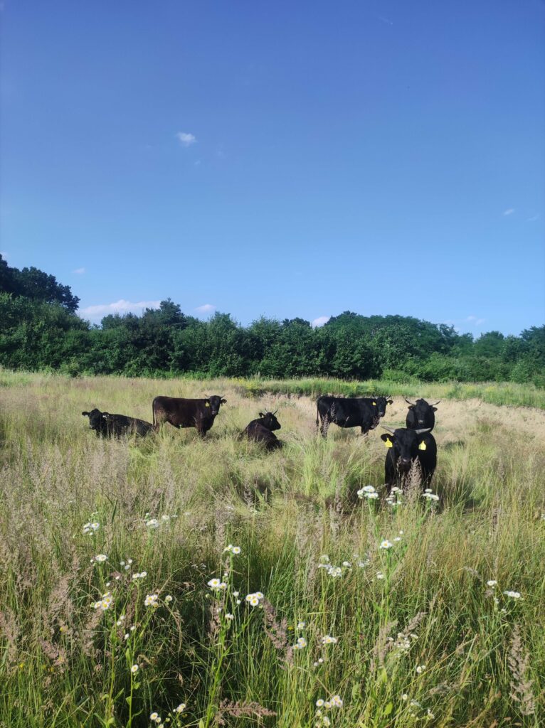 Schwarze Kühe auf grüner Wiese
