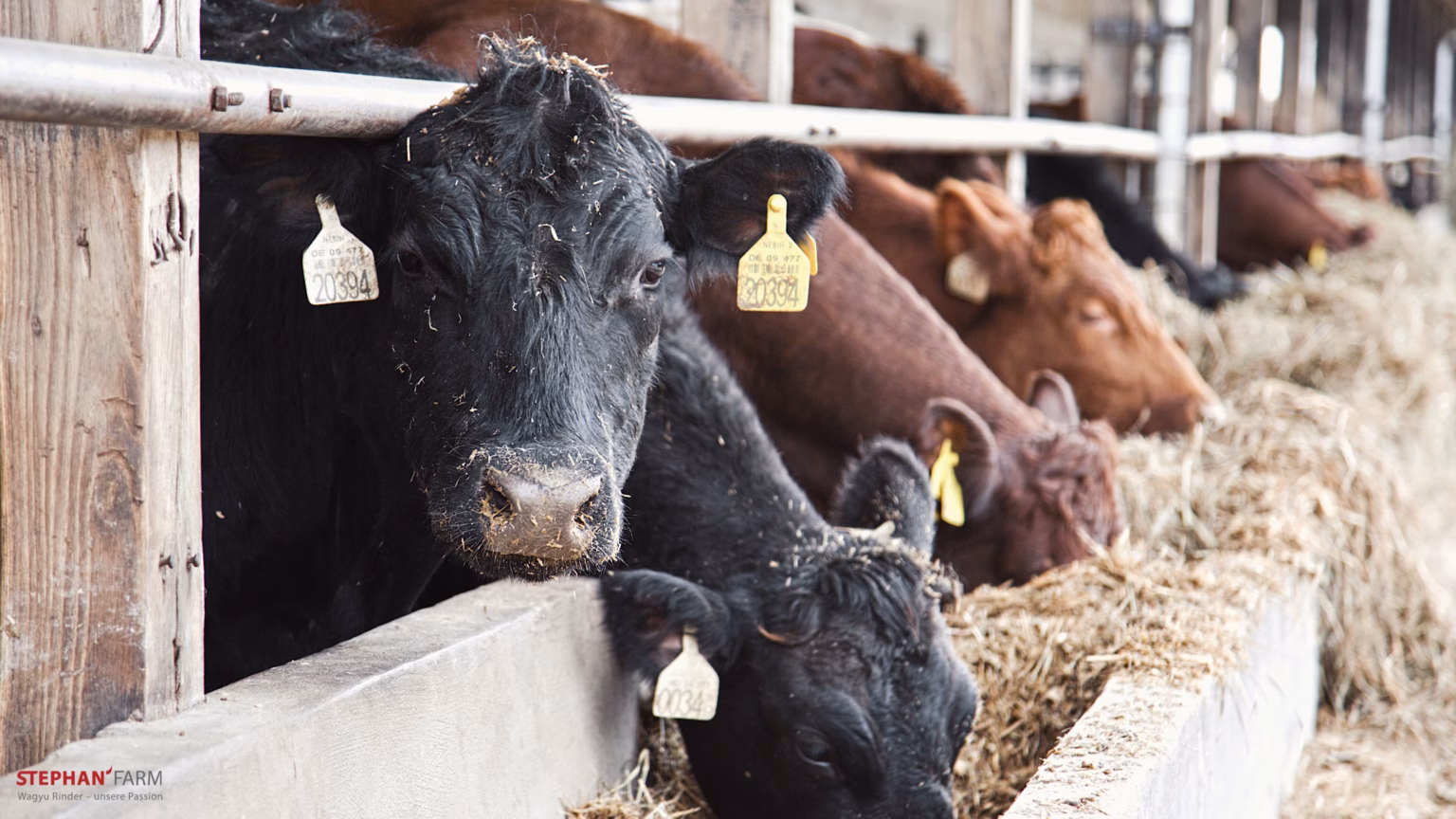Kühe in einem Stall füttern.