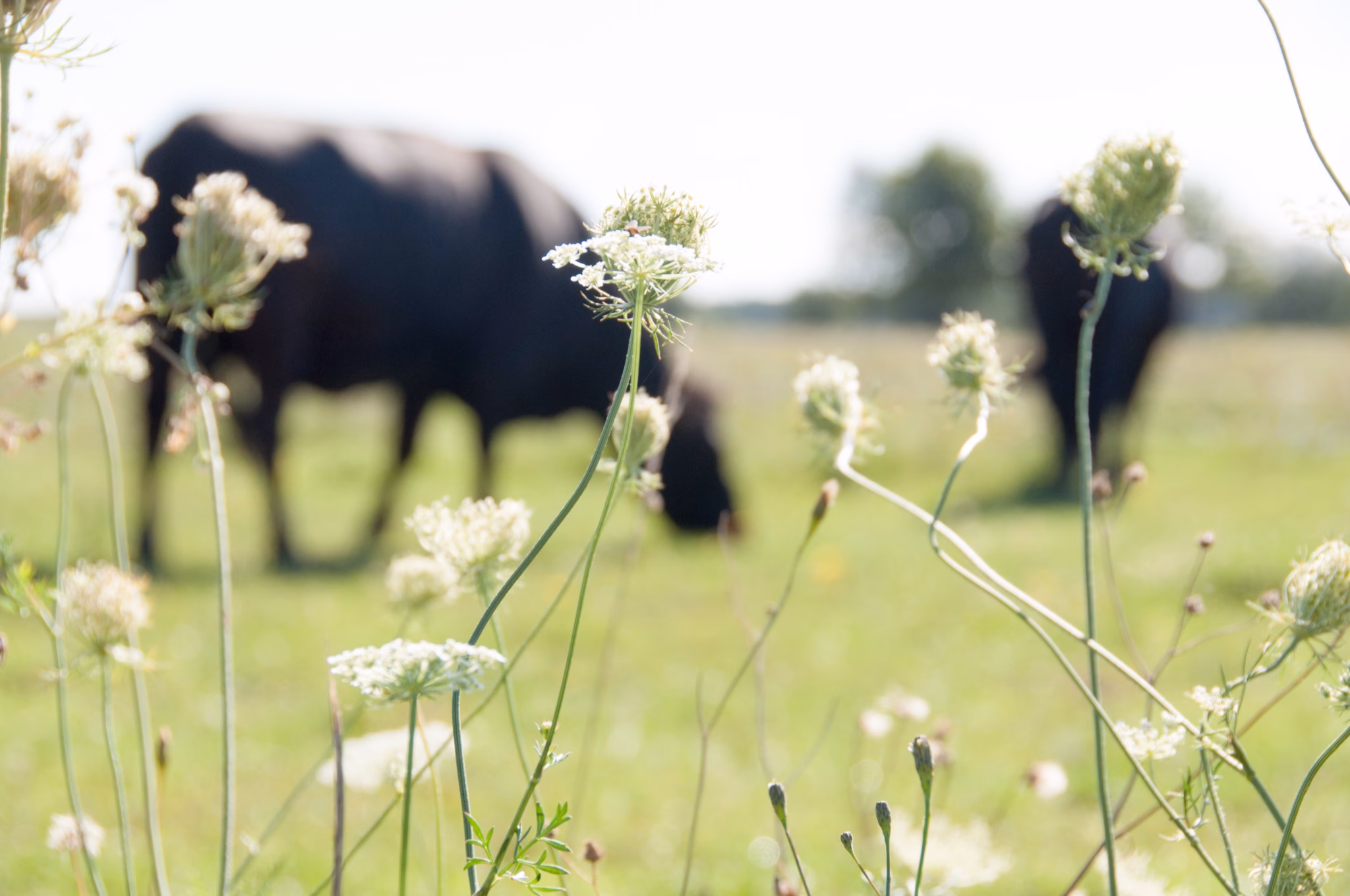 Kühe auf einer Wiese mit Blumen.