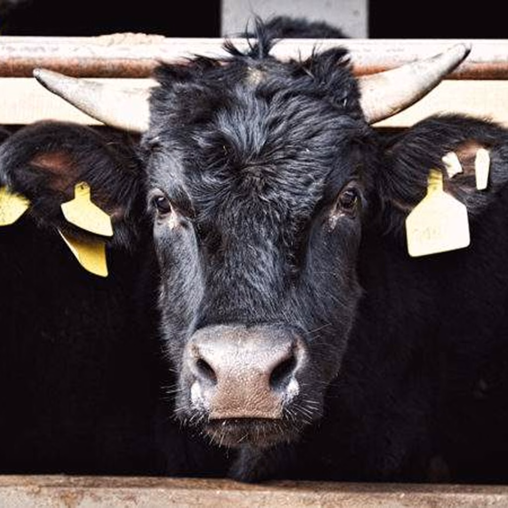 Schwarze Kuh mit Hörnern nahaufnahme