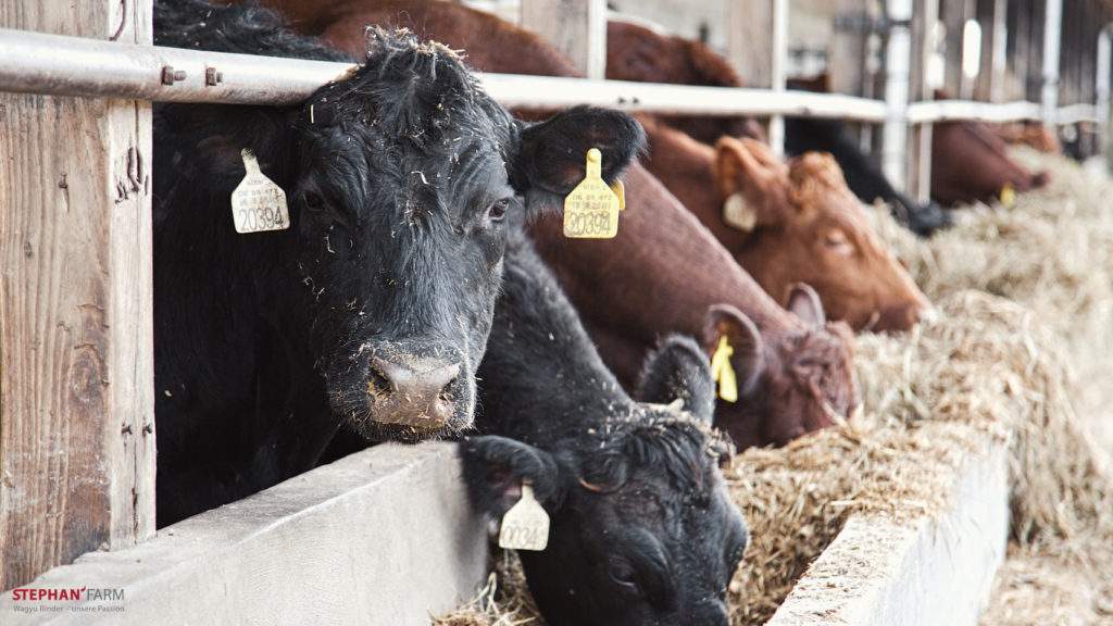 Qualitaetsfleisch, Zucht Umsetzung, qualitätsfleisch