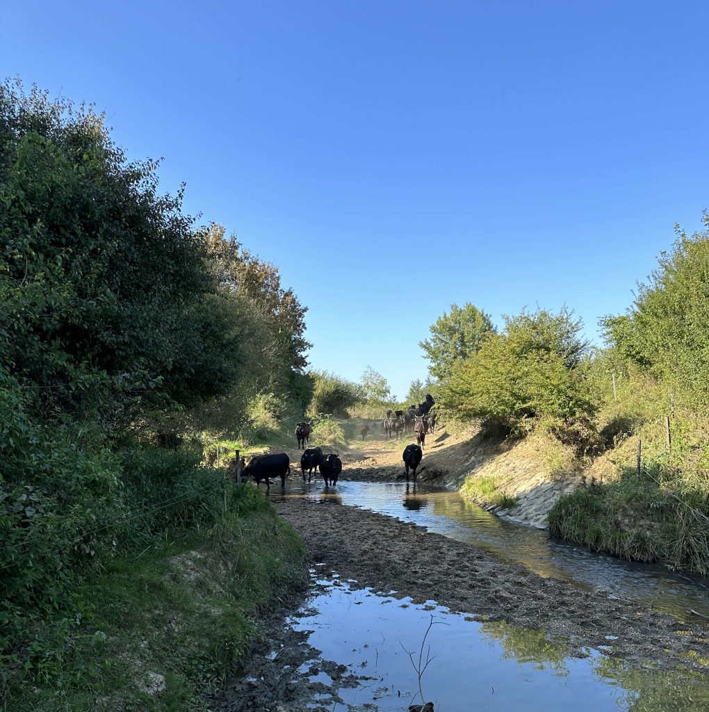 Wagyuherde im Wasser